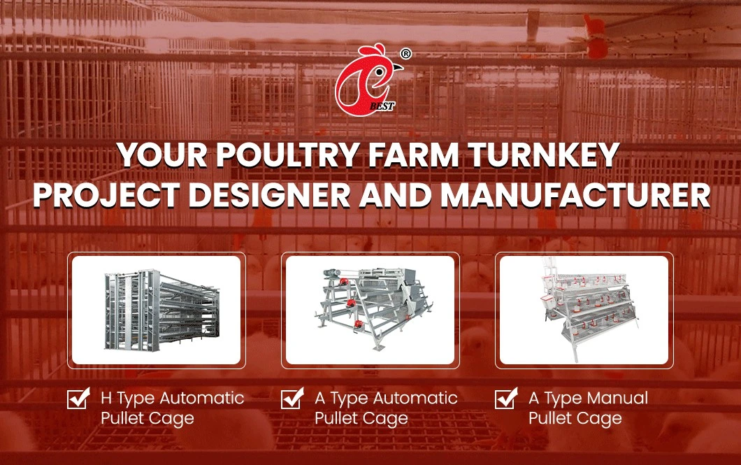 Bestchickencage a Type Small Pullet Cage Breeder Cage China Single Baby Chicken Coop Supplier Custom Long Service Life Pullet Cage Brooder